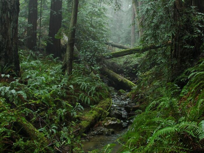 Wasn't Able To Do My Traditional St. Patrick's Day Hike This Year, So I Found This Photo From A Few Years Ago. Steep Ravine, Mount Tamalpais, Northern California. My Favorite Place To Be Surrounded By The Green