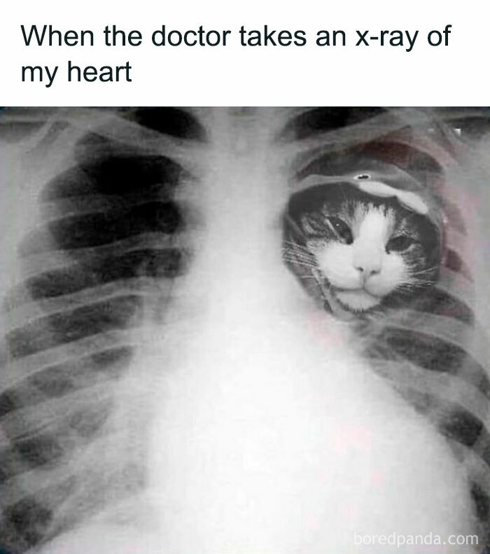 The-Odd-Cat-Sanctuary-Memes