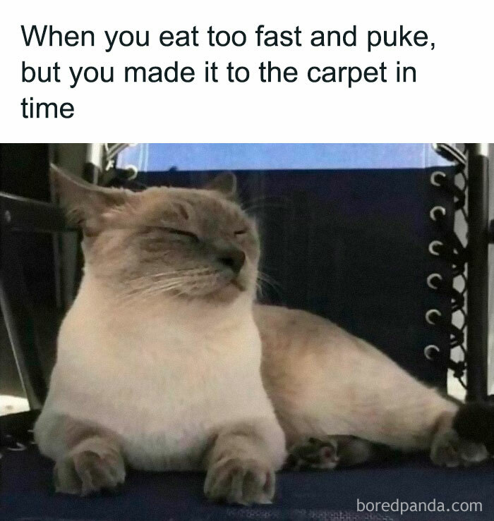 The-Odd-Cat-Sanctuary-Memes