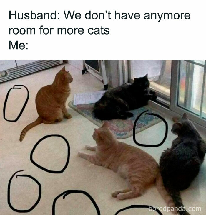 The-Odd-Cat-Sanctuary-Memes
