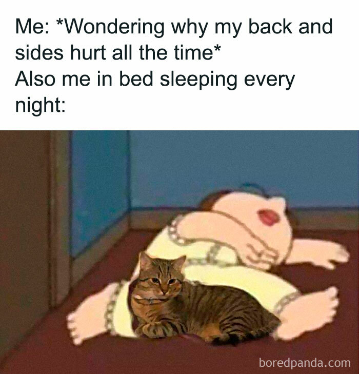 The-Odd-Cat-Sanctuary-Memes