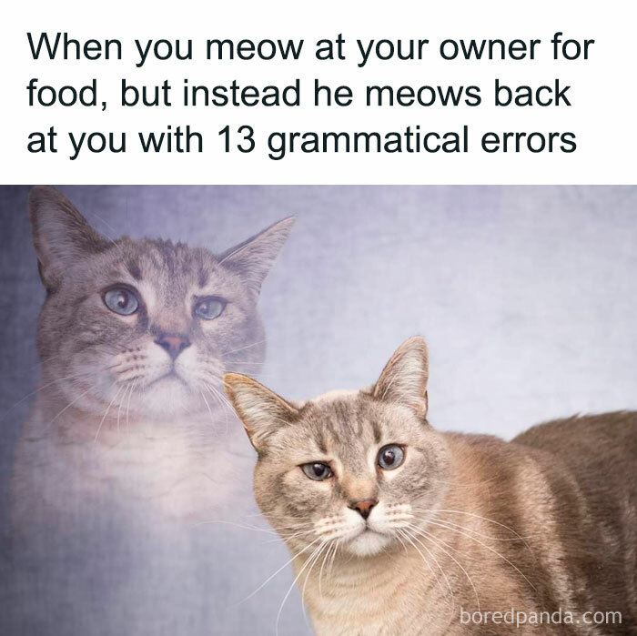 The-Odd-Cat-Sanctuary-Memes