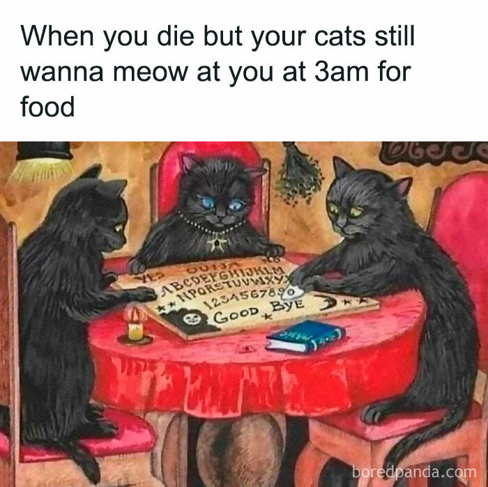 The-Odd-Cat-Sanctuary-Memes