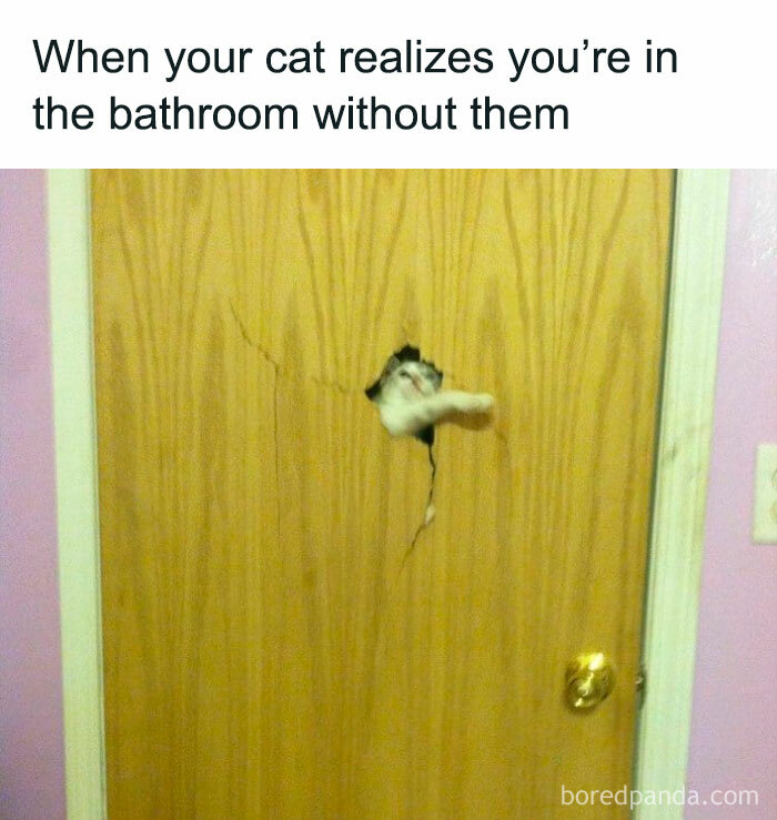 The-Odd-Cat-Sanctuary-Memes