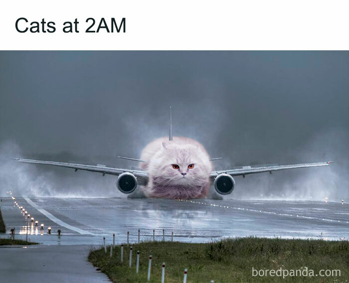 The-Odd-Cat-Sanctuary-Memes