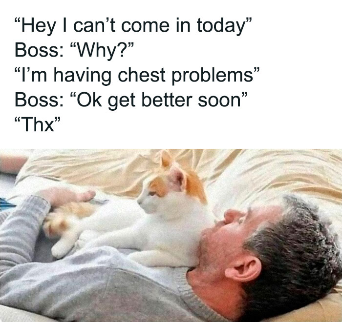 The-Odd-Cat-Sanctuary-Memes