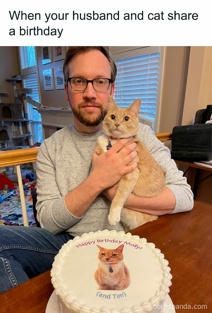 The-Odd-Cat-Sanctuary-Memes