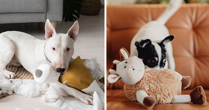 Enriching 10 Toys for Dogs Who Love to Shred