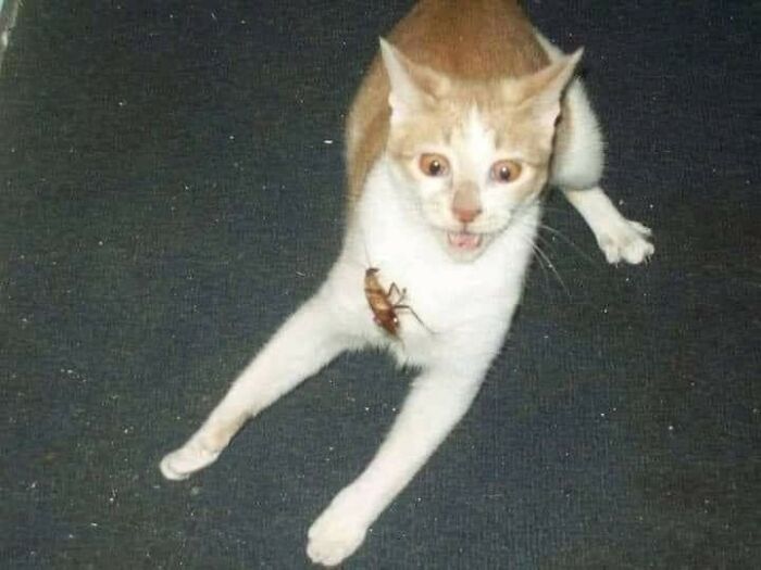 Unfortunate-Events-Pics