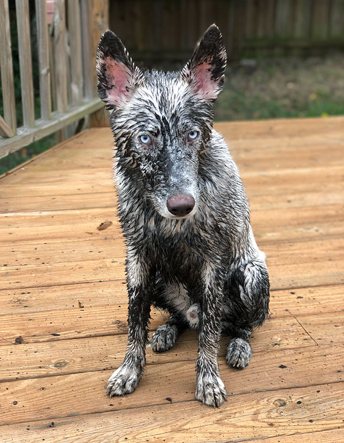 My Solid White Husky/Shepherd Decided Thanksgiving Lunch Was The Perfect Opportunity To Be A Bad Boy