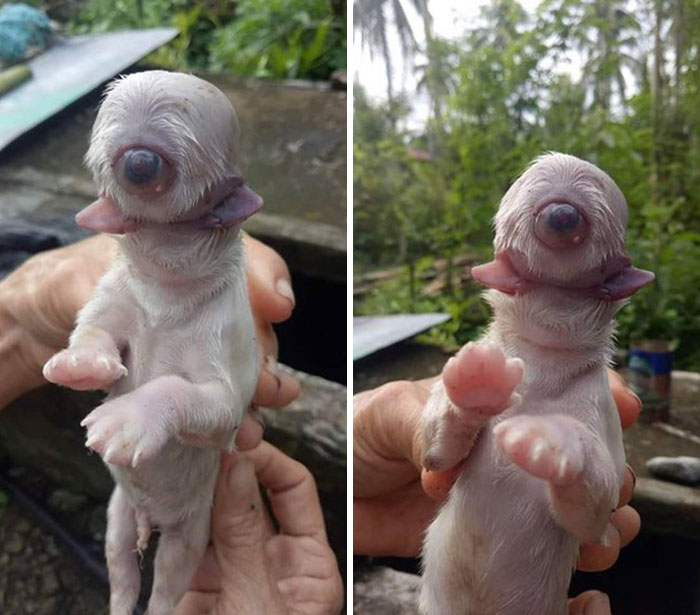 A Puppy With One Eye, 2 Tongues, And No Nose