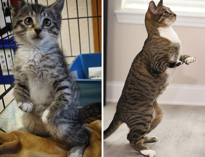 Roo Was Born With A Condition Called Radial Hypoplasia Which Means That His Front Forelegs Are Abnormally Short And Twisted