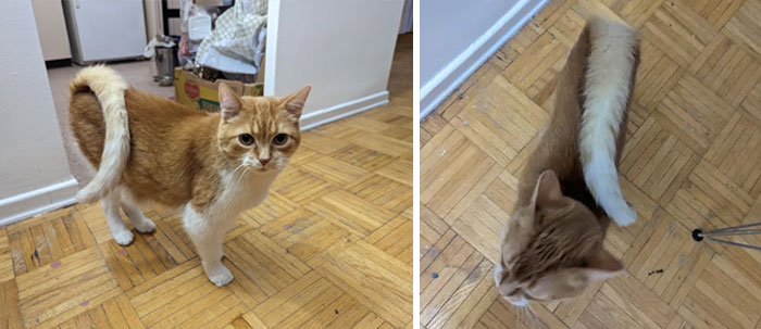 Mitch tiene una vértebra extra, por lo que su cola es superlarga