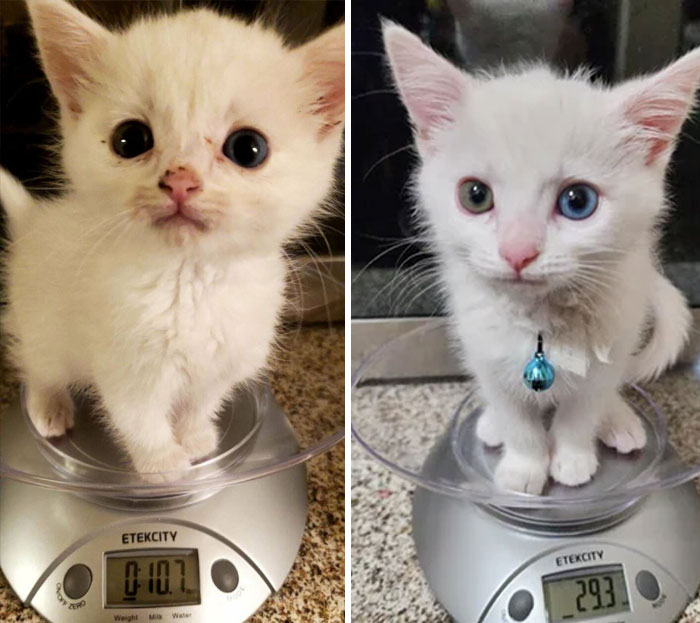 Where It Started And Where We Are Now At 9 Weeks Old