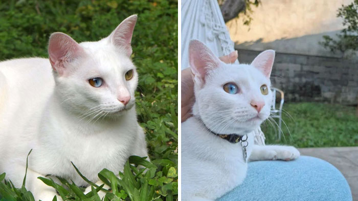 She's So Unique With Her 3-Colored Eyes