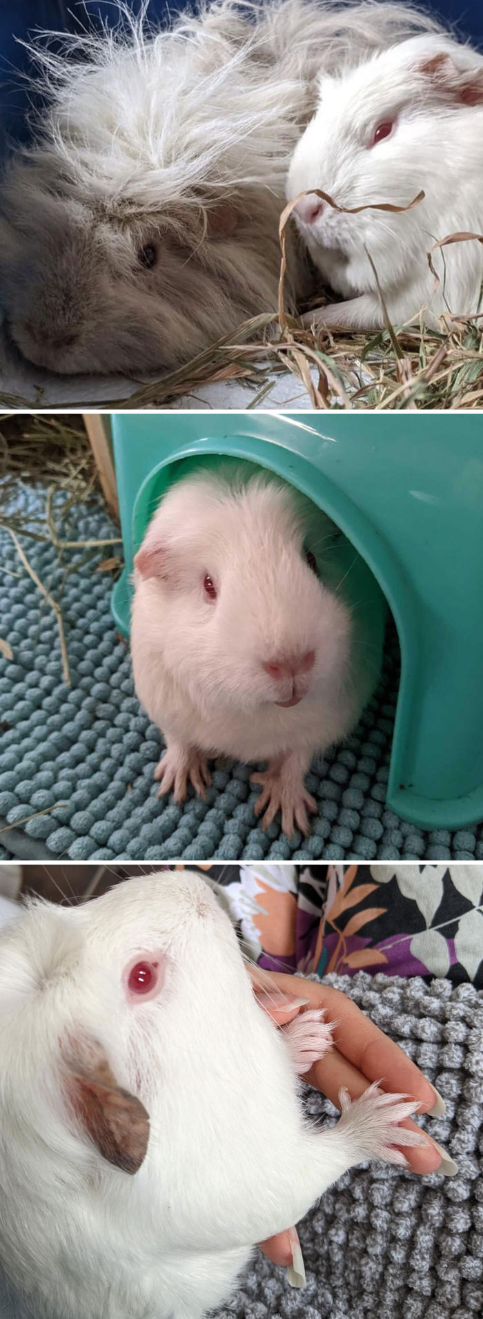 This Is Lumi (~2 Years) She Has Polydactyly And Lives With Hazel (~9.5 Years) Who She Sometimes Uses As A Pillow