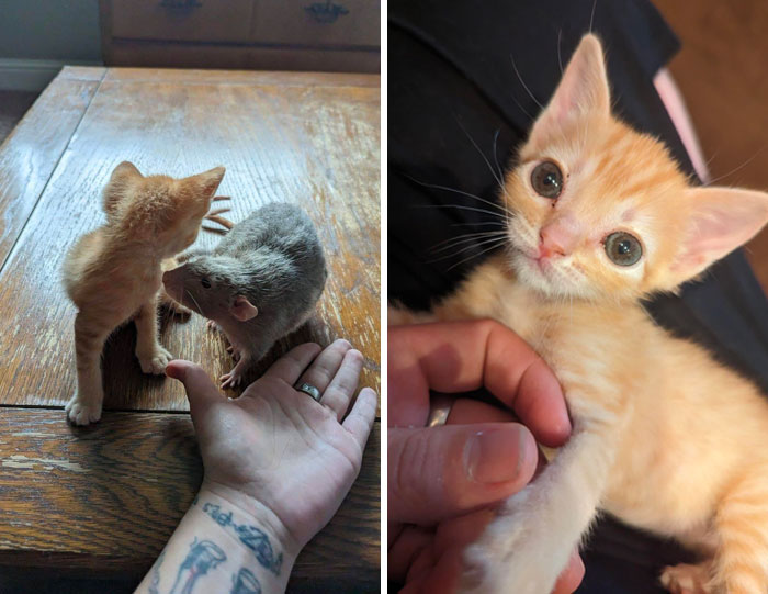 Gatito con enanismo, se llama Roger