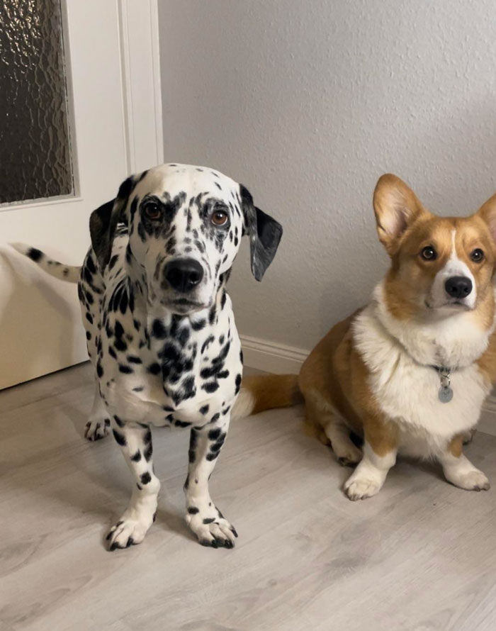 Mi dálmata tiene enanismo y es del tamaño de un corgi