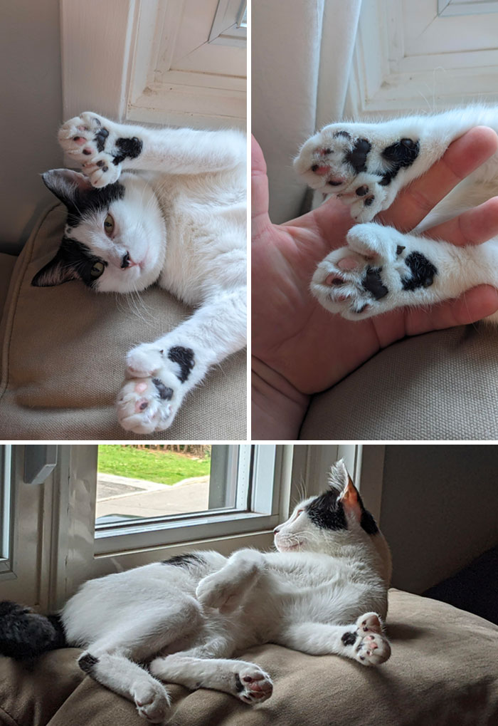 Polly - Polydactyl, Checking In! 8 + 7 = My Two Front Feet