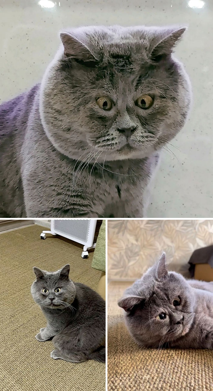 A Permanently Startled Rescue Cat Shocks Social Media With His Sweet, Expressive Face