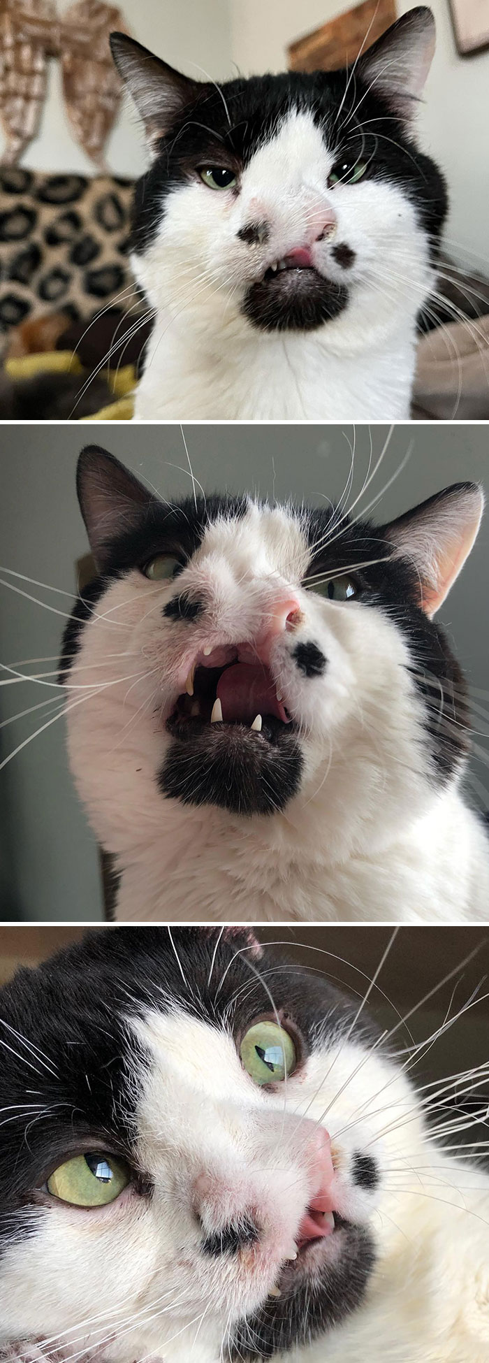 This Is Memphis. He Was Born With Two Noses