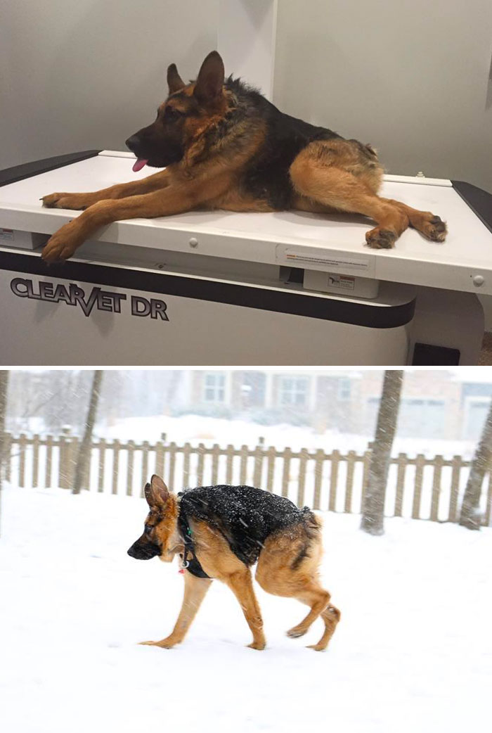 Quasimodo, el perro con columna vertebral extra corta. Aún así puede disfrutar de la vida