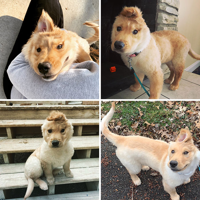 Rae tiene solo una oreja, la derecha, y según crecía, se fue moviendo hacia su coronilla. Ahora parece un unicornio