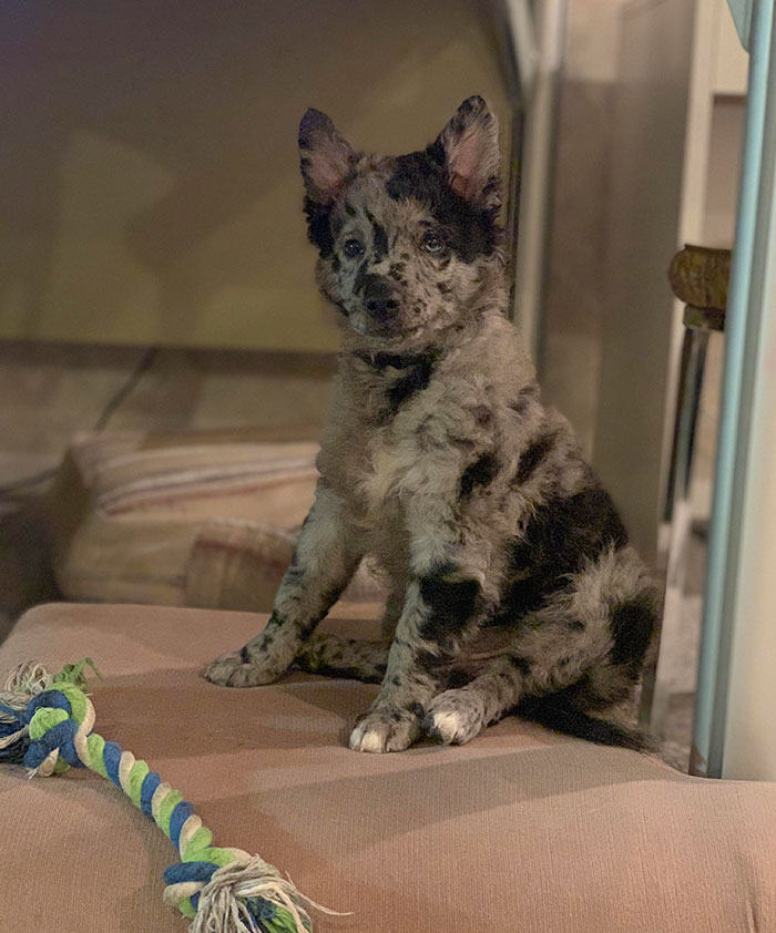 Fitzgerald And His Favorite Toy