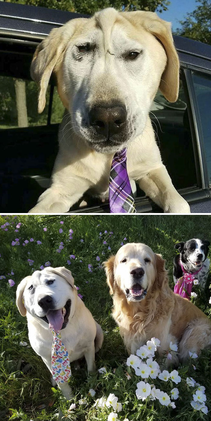 Se llama Beaux Tox. Nació con la cara deforme