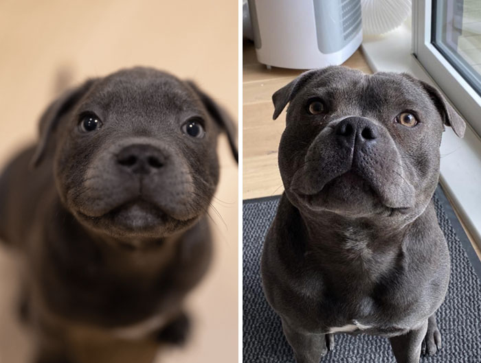 My Tiny Little Potato, Whose Ears Never Seemed To Grow