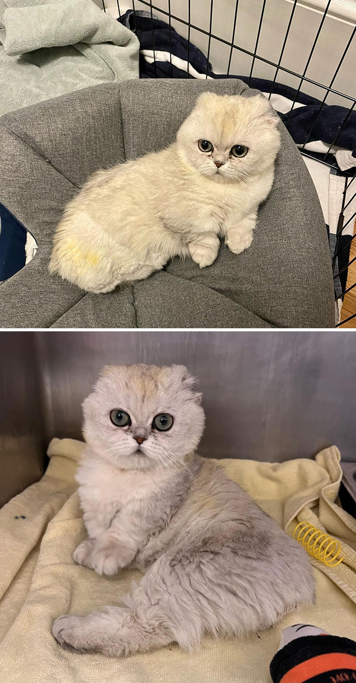 Mochi nació con 3 patas, sin orejas y sin cola