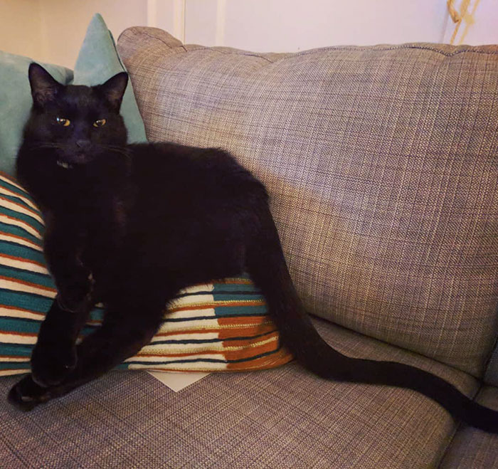 Su cola es cómicamente larga