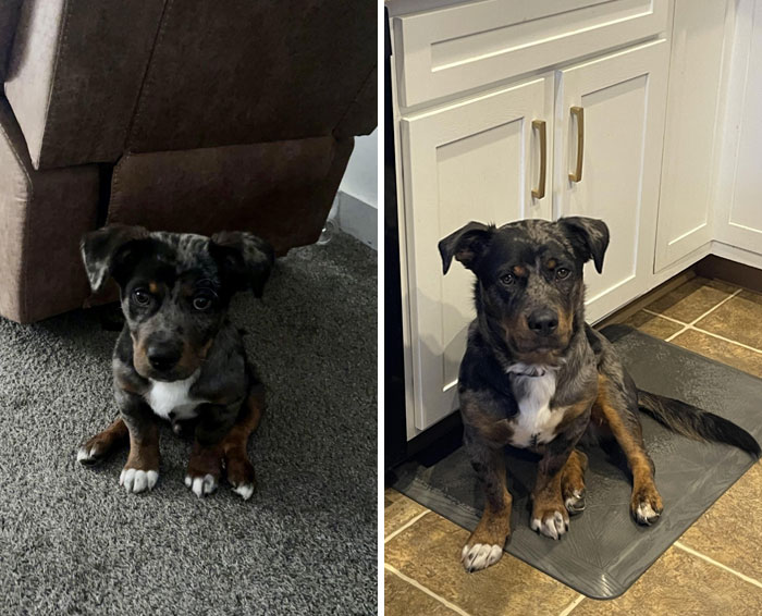 My Low Rider With Dwarfism. He’s A Rottweiler/Australian Shepard