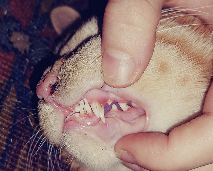 My Cat Has Double Canines, A Condition Known As Retained Deciduous Teeth