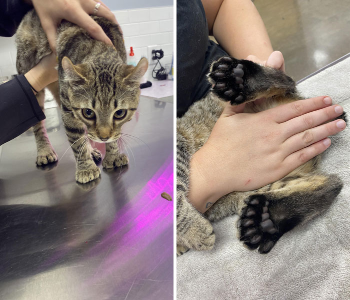 Tiene 24 dedos en total