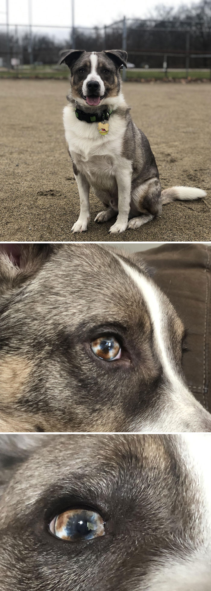 Unique Eyes. Never Seen Tri-Colored Eyes Before We Met Milo