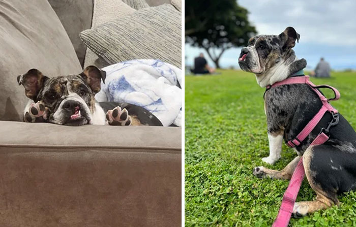 Say Hi To Stevie. She's Got A Cleft Palate But Doesn't Seem To Mind. Loves People And Animals, Hates Trash Bags And Snores Like A Bear. 8 Months Old And 100% A Goofball