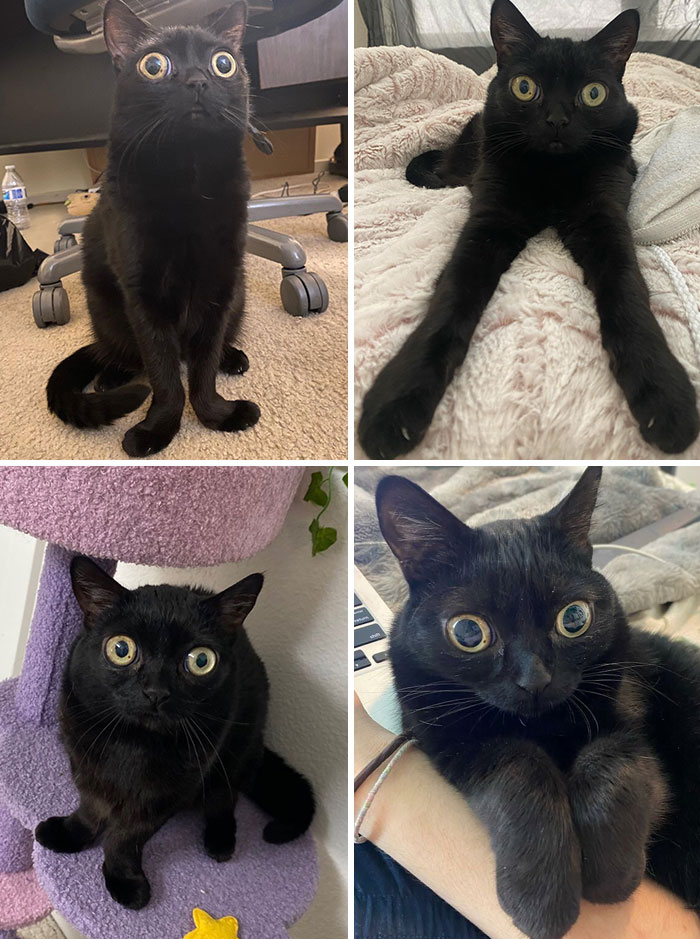 Jinx nació con ojos y patas más grandes de lo normal