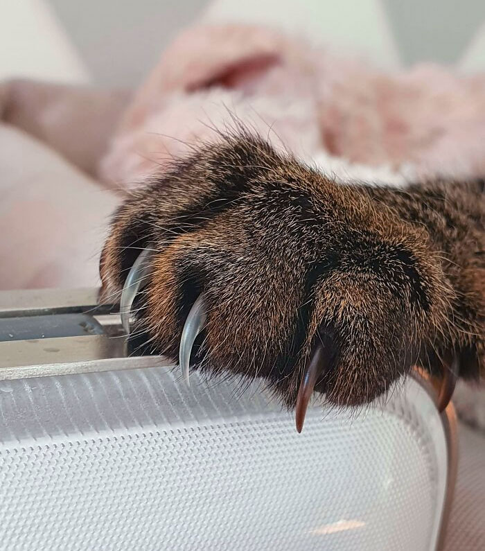 My Cat Has Different Colored Claws