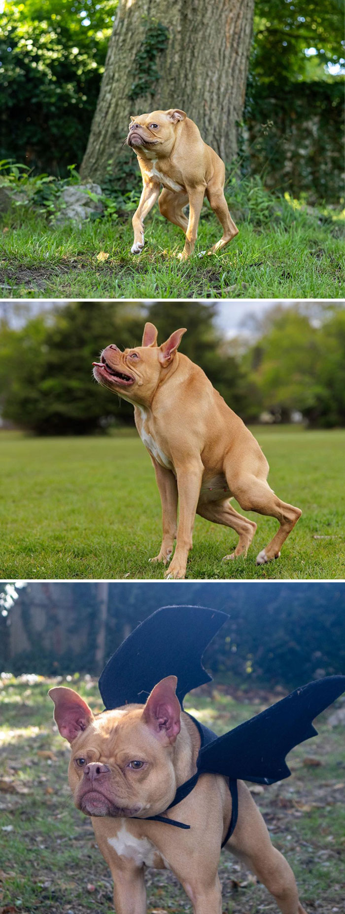 Ivy tiene 3 años y es un pitbull con la columna extra corta