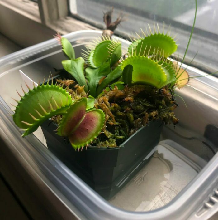 A Venus flytrap in a black pot in a tray of water