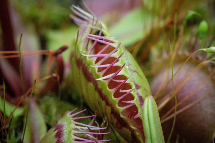 Close-up of a Venus fly trap
