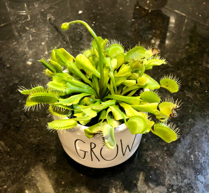 The green Gremlin Venus fly trap in a white pot with the words &lsquo;Grow&rsquo;