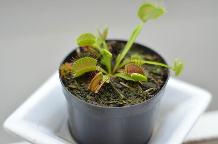 Close-up view of small Venus fly traps in the soil in a pot&nbsp;
