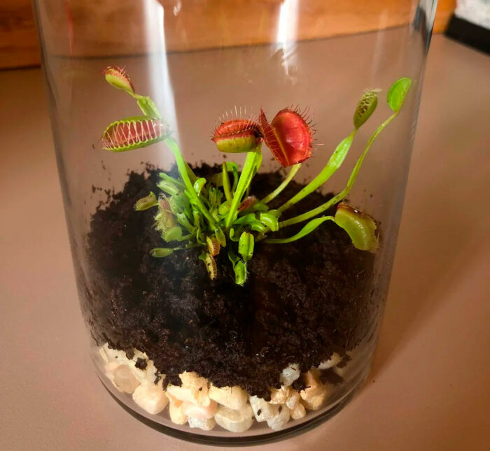 Venus flytrap in a terrarium