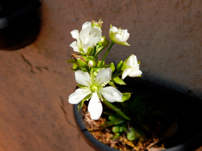 A Close-up of Venus flytrap flowers