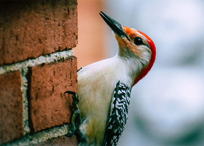 Woodpecker with red head clinging to brick wall, showcasing unique behavior in weirdest animal facts collection.