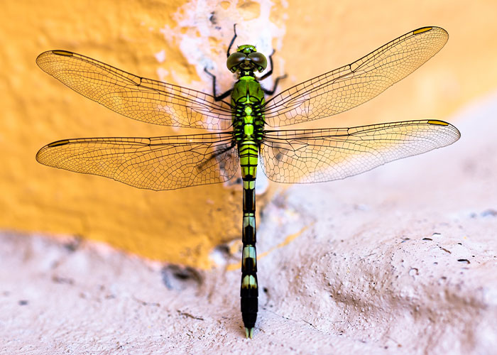 Close-up of a green dragonfly resting on textured surfaces, showcasing detailed wings and body in natural light.