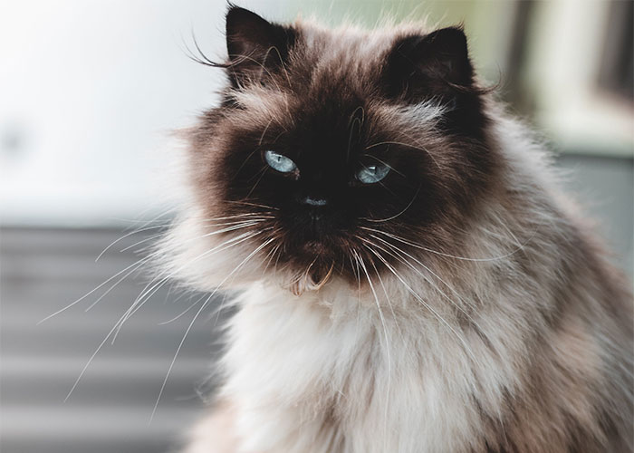 Fluffy cat with striking blue eyes, illustrating one of the weirdest animal facts shared by enthusiasts.