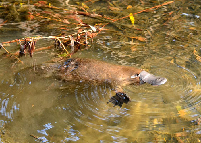 Platypus swimming in clear water surrounded by underwater plants, illustrating weird animal facts about unique species.